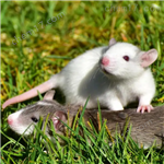 大鼠骨質疏松模型構建