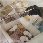 小鼠脊髓損傷模型構建